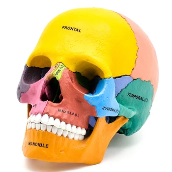 Hiteles 4D MESTER színes emberi koponya modell, 4Dmaster koponya tanítás tudományos közgyűlés modell